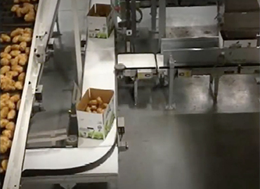 110) Food Produce Conveyor