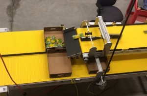 fast counting box filler conveyor